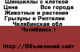 Шиншиллы с клеткой › Цена ­ 8 000 - Все города Животные и растения » Грызуны и Рептилии   . Челябинская обл.,Челябинск г.